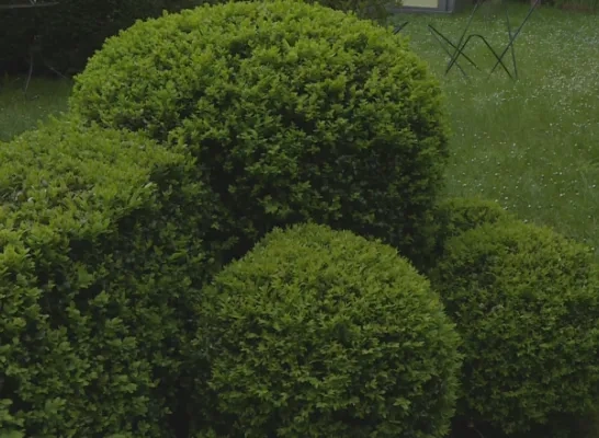 buxus.png