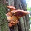 paddenstoelen2.jpg