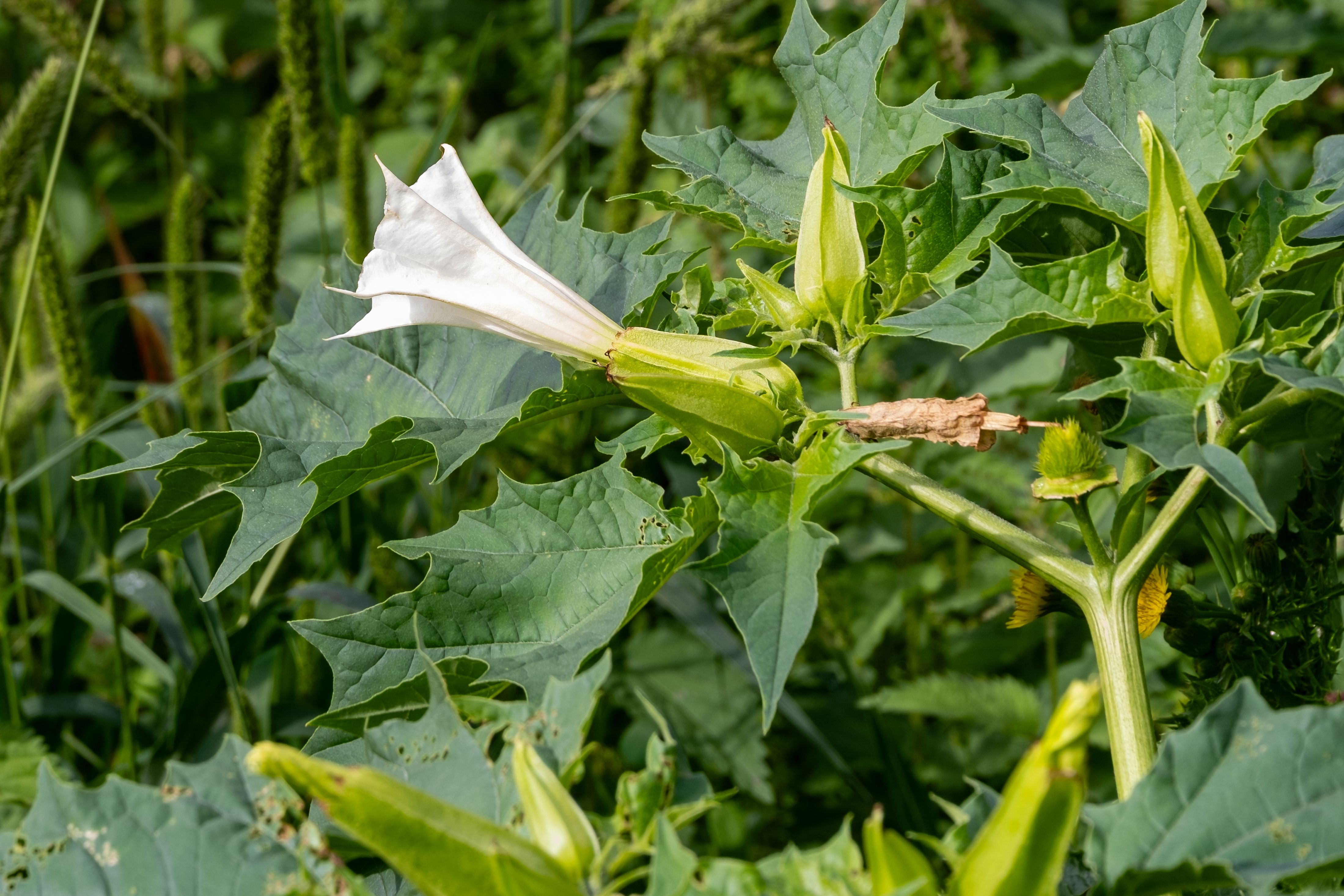 Na Grimbergen ook doornappel gesignaleerd in Kapelle-op-den-Bos