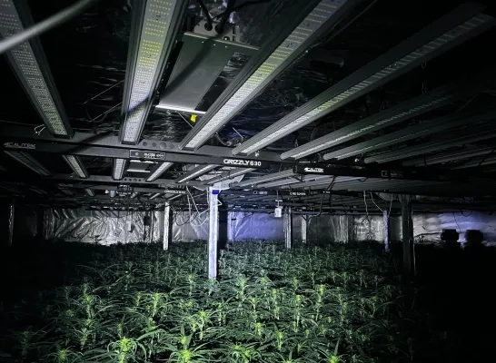 Een drugsplantage ontdekt in Sint-Pieters-Leeuw Een drugsplantage ontdekt in Sint-Pieters-Leeuw