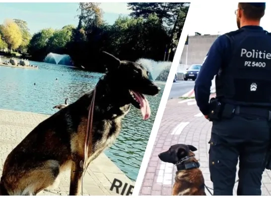 Overlijden van patrouillehond Rex dompelt Zaventemse politie in diepe rouw Overlijden van patrouillehond Rex dompelt Zaventemse politie in diepe rouw
