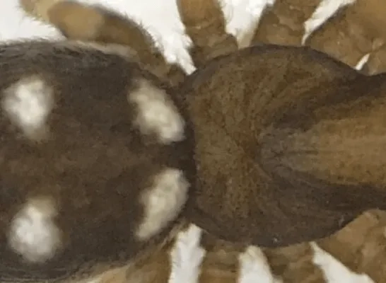 De Nurscia albomaculata komt normaal alleen in Zuid-Europa voor De Nurscia albomaculata komt normaal alleen in Zuid-Europa voor