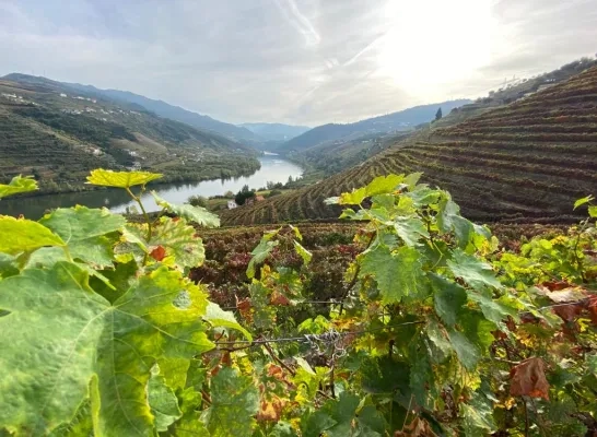 douro29roland.jpeg