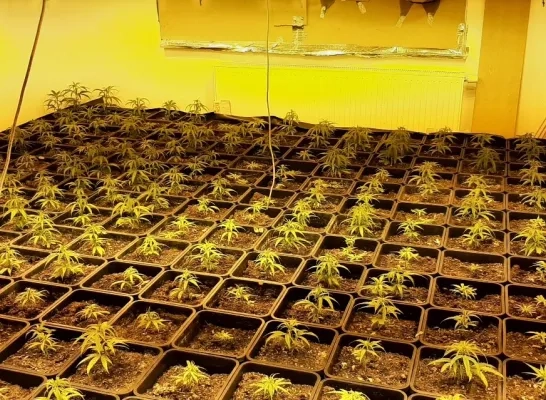 cannabisplantage_halle.jpeg