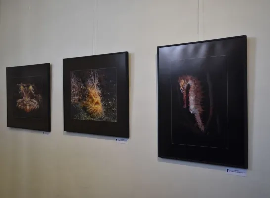Een paar foto's op het Fotosalon van Fotoclub Merchtem Een paar foto's op het Fotosalon van Fotoclub Merchtem