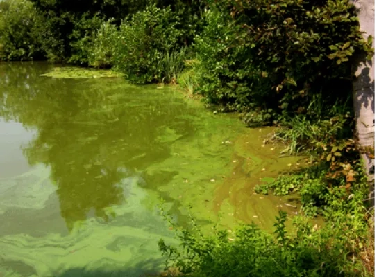 Blauwalgen in Zeekanaal Blauwalgen in Zeekanaal