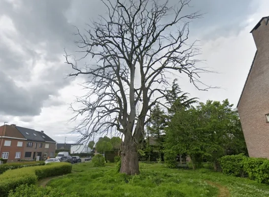 De beschermde Zilverlinde in Steenokkerzeel De beschermde Zilverlinde in Steenokkerzeel
