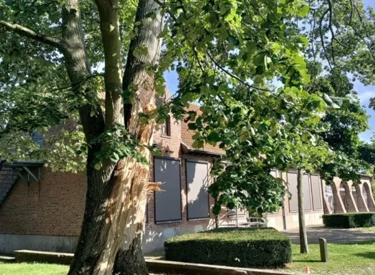 Een boom in Zemst Een boom in Zemst