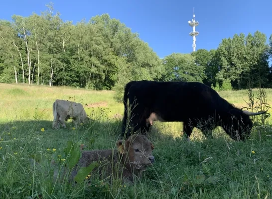 schotse_hooglanders_kesterheide.jpg