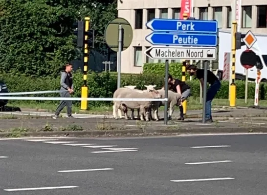 schapen_woluwelaan.jpg