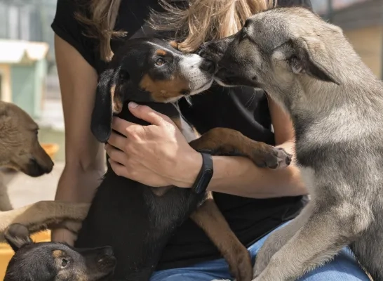 dierenasielen_steun.jpg