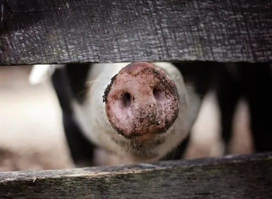 varken_dierenwelzijn.jpg