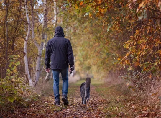 hond_wandelen.jpg