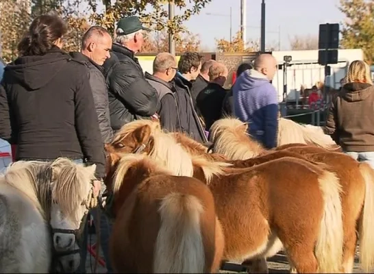 lennik_jaarmarkt.jpg