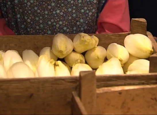 De witloofbox viert zijn vijftiende verjaardag