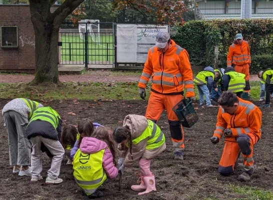 Leerlingen planten boerenkrokussen onder de auspiciën van de gemeentediensten Leerlingen planten boerenkrokussen onder de auspiciën van de gemeentediensten