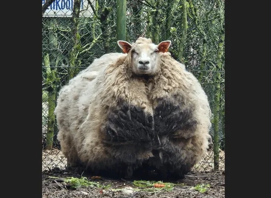 De politie heeft in Overijse heeft een ernstig verwaarloosde ezel, pony en schaap in beslag genomen. De politie heeft in Overijse heeft een ernstig verwaarloosde ezel, pony en schaap in beslag genomen.