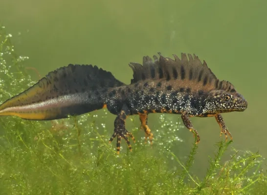 De kamsalamander voelt zich als een vis in het water in Dorent De kamsalamander voelt zich als een vis in het water in Dorent