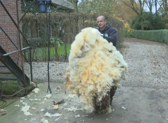 Het schaap was al vijf jaar niet meer geschoren Het schaap was al vijf jaar niet meer geschoren