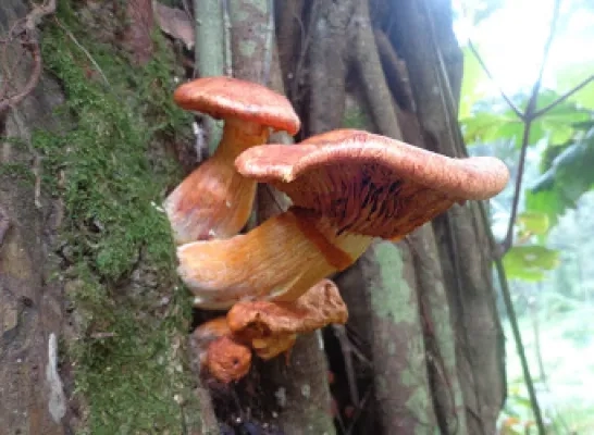 paddenstoelen2.jpg