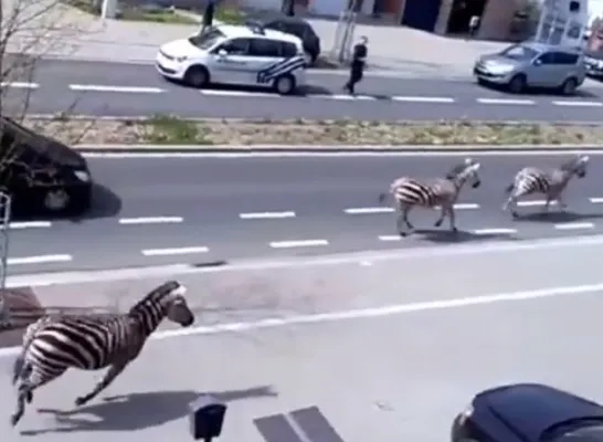 zebras.jpg