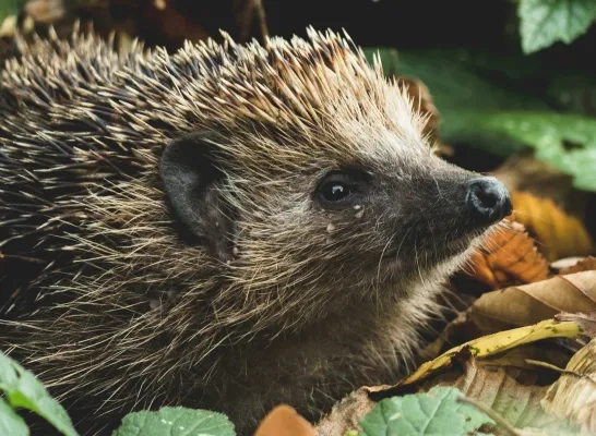 Zaventem gaat de egel beschermen Zaventem gaat de egel beschermen