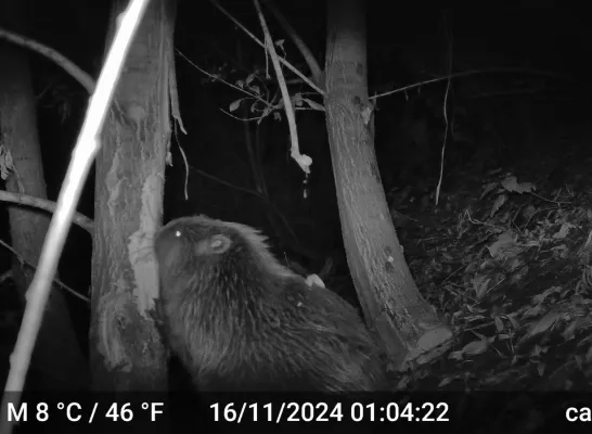 Europese bever gespot aan de Zenne op de grens van Brussel en Vilvoorde: “Terug van weggeweest” Europese bever gespot aan de Zenne op de grens van Brussel en Vilvoorde: “Terug van weggeweest”