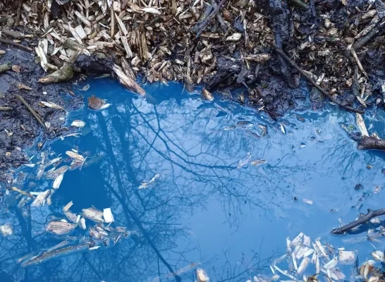 Blauw water langs de Overnellebeek in Asse Blauw water langs de Overnellebeek in Asse