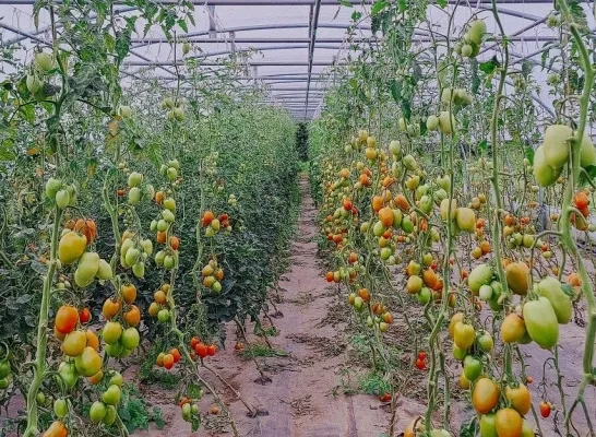 Den Diepen Boomgaard start voorbereiding nieuw zelfoogstseizoen Den Diepen Boomgaard start voorbereiding nieuw zelfoogstseizoen