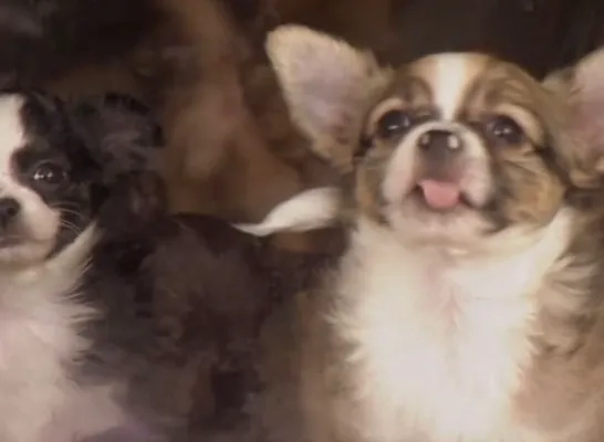 chihuahua.jpg