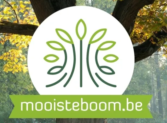 mooiste_boom.jpg