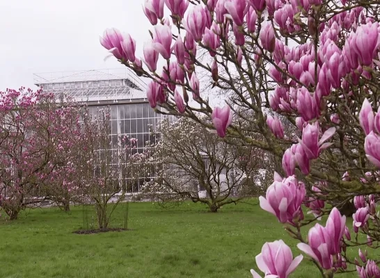 Magnolia's Plantentuin Meise