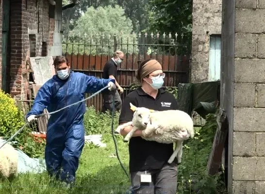 Parket Halle-Vilvoorde tilt zwaar aan dierenmishandeling