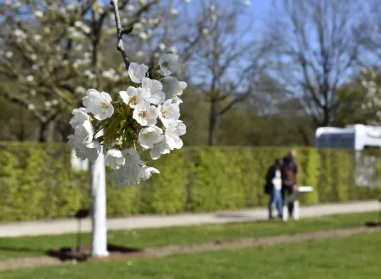 Museumtuin Gaasbeek open voor 1 dag: “Mensen de kans geven om de bloesems te zien en te ruiken”