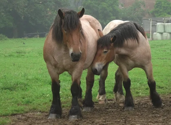 trekpaarden_-papiermolen_herisem.jpg