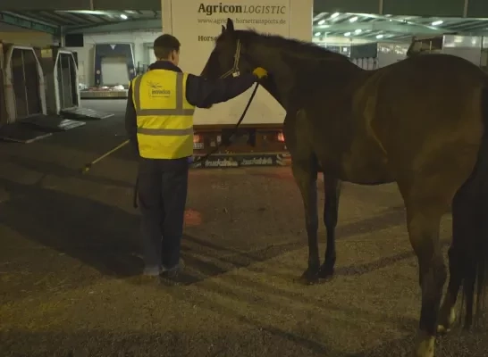 paardentransport_zaventem2.jpg