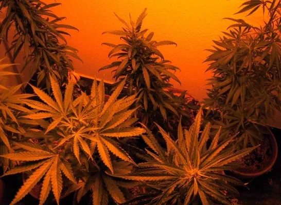 cannabis_flickr.jpg