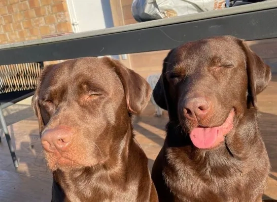 Hond Bento verdrinkt in Zenne: “We willen iedereen waarschuwen voor de levensgevaarlijke situatie daar” 