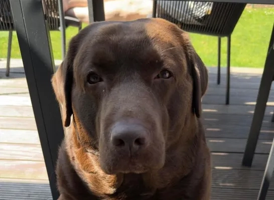 Hond Bento verdrinkt in Zenne: “We willen iedereen waarschuwen voor de levensgevaarlijke situatie daar” 