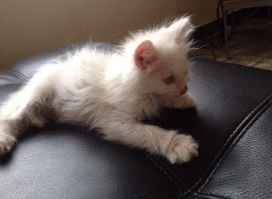 kitten.jpg