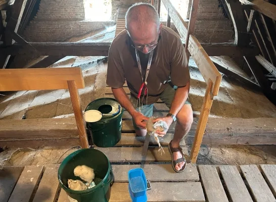 Jonge kerkuil wordt geringd