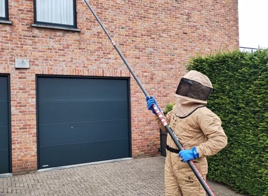 1 op 10 bijen in Vlaams-Brabant heeft de winter niet overleefd