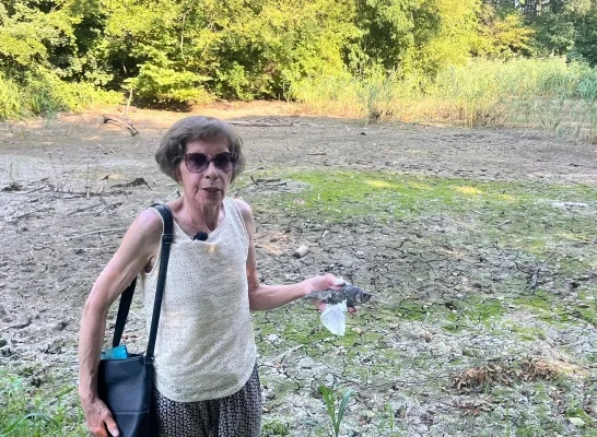 Buurtbewoners van Boekfos in Asse redden 250 vissen van verstikking uit poel