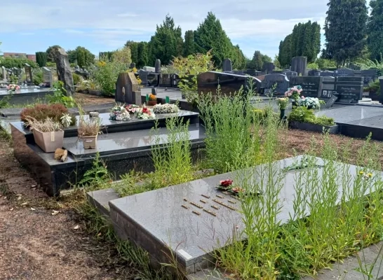 Onkruid woekert op begraafplaats van Vilvoorde: “Soms metershoog” 