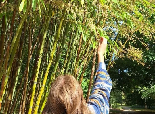 Uniek fenomeen in Plantentuin Meise: na 120 jaar staat de zwarte lakbamboe in bloei Uniek fenomeen in Plantentuin Meise: na 120 jaar staat de zwarte lakbamboe in bloei