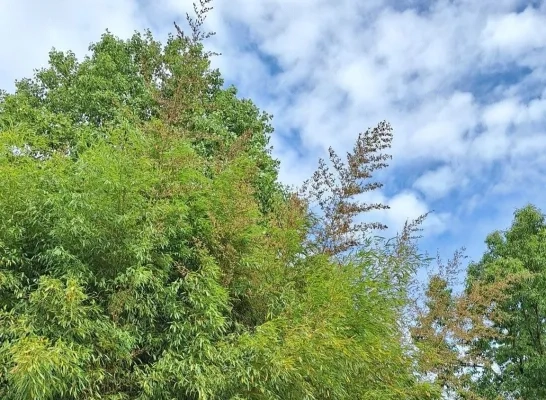 Uniek fenomeen in Plantentuin Meise: na 120 jaar staat de zwarte lakbamboe in bloei Uniek fenomeen in Plantentuin Meise: na 120 jaar staat de zwarte lakbamboe in bloei
