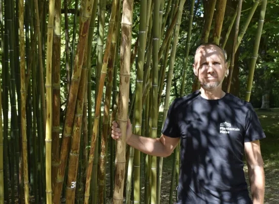 hoofdtuinier bart olievier bij de lakbamboe in Plantentuin Meise