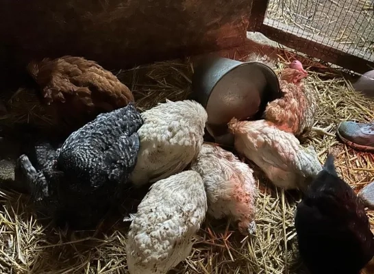 Dierenasiel Ark van Pollare doet oproep na inbeslagname van 174 verwaarloosde dieren