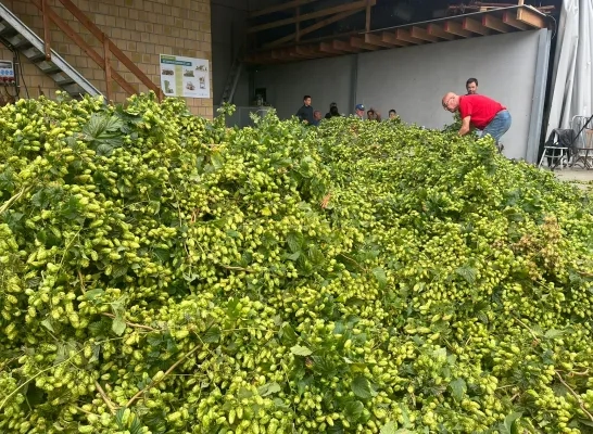 Geslaagde hopoogst bij Brouwerij Palm in Steenhuffel