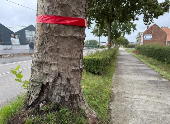 Voor de heraanleg van de Ninoofsesteenweg tussen Pajottegem en Pepingen moeten bijna 100 bomen gekapt worden